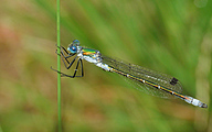 Common Spreadwing (Male, Lestes sponsa)